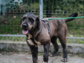 Zuhause gesucht für Abigail