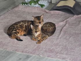 Bengalkatzen abzugeben