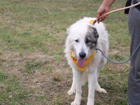 Landleben für Alvin gesucht
