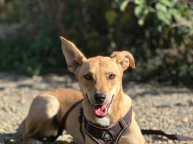 Lutika / Miss Buttercup sucht ihr Traumzuhause