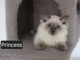 Ragdoll-Kitten Mädchen sucht ein neues Zuhause