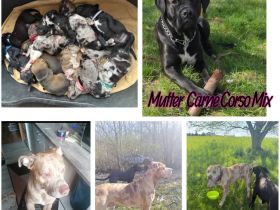 Carne Corso Amstaff Welpe (Weibchen)