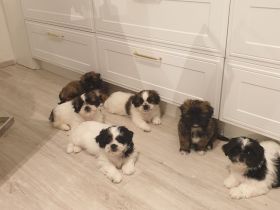 Wunderschöne Shih-tzu pekinese Chihuahua Welpen