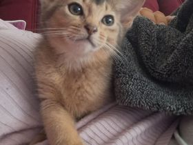 Abessinier Kitten in blue