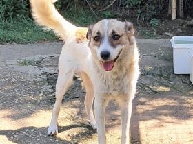 Hündin Eri / kastriert / demnächst in einer Pflegestelle in 40591 Düsseldorf (NRW)