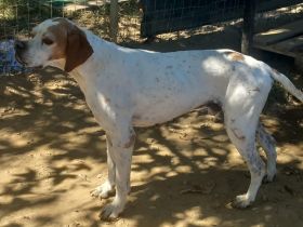 Notfellchen Odysseus / männlich, kastriert / derzeit noch in Griechenland