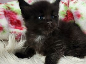 =^..^=Sehr typvolle Maine Coon kitten mit Stammbaum aus seriöser Zucht =^..^=