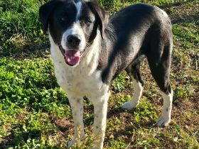 Geschwisterwelpen Sophia und Amara  / weiblich / derzeit noch in Griechenland