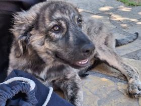 Welpe Rhonda / weiblich / derzeit noch in Griechenland