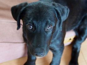 Atlas ist ein liebevoller Rüde und sucht seine Familie