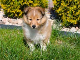 Sheltie, Shetland sheepdog Rude -Welpe mit FCI (VDH)-Ahnentafel und englischer Blutführung