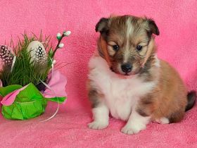 Sheltie, Shetland sheepdog Rude -Welpe mit FCI (VDH)-Ahnentafel und englischer Blutführung