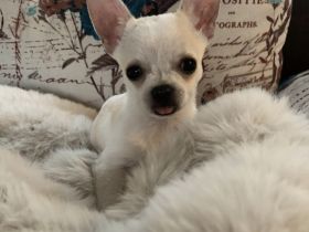 Chihuahua Hundin