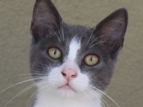 Lucki, geb. ca. 04/2025, lebt in GRIECHENLAND, auf einer privaten Pflegestelle