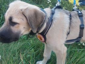 Nia ist eine Traumhündin