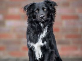 Mini Aussie Deckrüde / Miniature Australian Shepherd