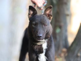Frodo - sucht ein ländliches Zuhause mit gesichertem Garten