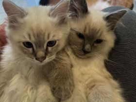 Wunderschöne Heilige Birma Kitten Kätzchen