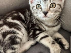 Babykatze Kitten