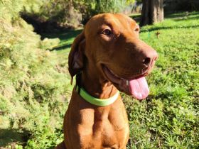 Magyar Vizsla Hündin mit FCI Papieren sucht neuen Wirkungskreis