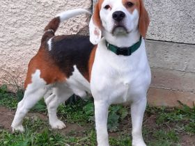 Deckrüde tricolor mit Zuchtzulassung und Ahnentafel (kein Verkauf)