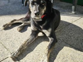 Sonia auf Pflegestelle in 86316 Friedberg sucht ihr Für-immer-Zuhause