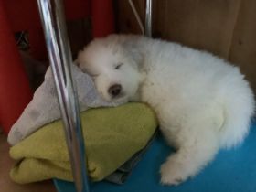 Pyrenäenberghunde Welpe