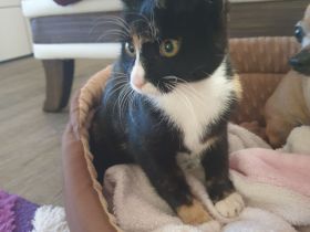 Babykatzen suchen neue Zuhause