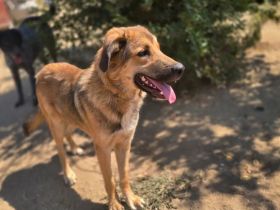 Alf sucht ein Zuhause voller Liebe