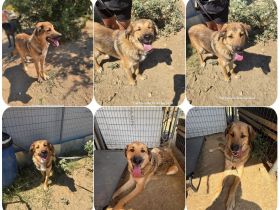 Alf sucht ein Zuhause voller Liebe