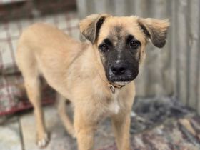 Kolja – ein stiller Held mit großem Herzen