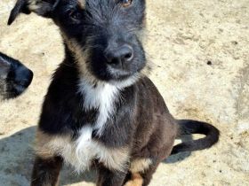 Brunella sucht ihr Für-immer-Zuhause