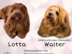 Havaneser Welpen - Wurfplanung 2026