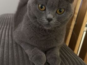 Britisch Kurzhaar Katze abzugeben – weiblich, geb. 28.08.2024