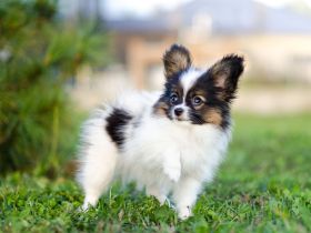 Kleiner Continental Spaniel Papillon Junge