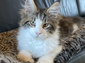 Maine Coon Kitten mit Stammbaum