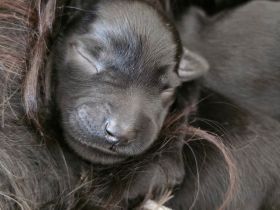 Reinrassige Schwarze Mittelschnauzer Welpen ab November 2025