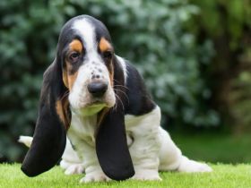Basset hound