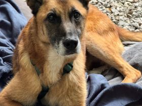 Merlin sucht ein ruhiges Plätzchen ....