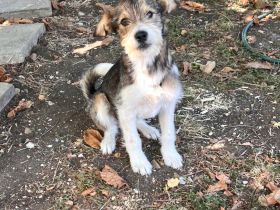 Fancy- süße & liebevolle weibliche Welpe sucht ihr für immer zuhause🐶❤️