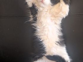 Maine coon Kater ab sofort abgabebereit