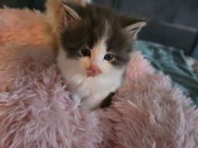 5 Maine coon kitten suchen Zuhause