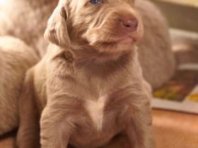 Langhaar-Weimaraner-Welpen