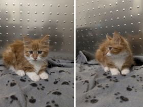 Maine Coon Baby sucht liebevolles Zuhause