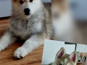 Husky-weißer Schweizer Schäferhund Welpen