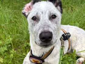 Heller Stern Serafina