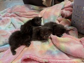 Ragdoll/ BKH Mix Kitten