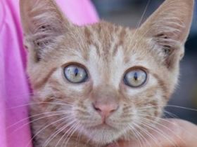 Larry, Irax und Gonzo, geb. ca. 06/2025, lebt in GRIECHENLAND, auf einer privaten Pflegestelle