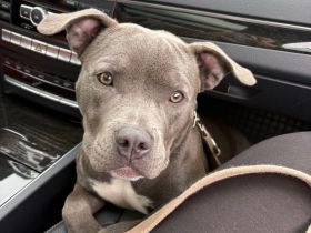 American Bully zu verkaufen