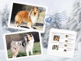 Wir erwarten Colliewelpen mit Papieren